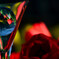 【　tulip　】