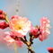 梅の花