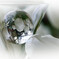 【　White Lady　】