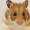 ゆっぴースタジオ撮影風