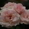 antiquewhite