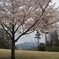 桜の元、のぞく山