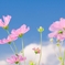 花、陽光透けて