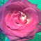 complementary color