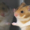 シック