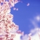 青空・雲・桜