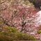 待ち焦がれてⅡ（鎌倉浄妙寺）