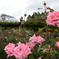 薔薇園