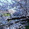 桜！！