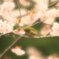 桜、咲く〜メジロの歌声
