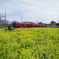 養老鉄道と菜の花畑