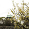 大阪城公園梅林-9