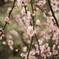 大阪城公園梅林-3