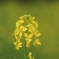 菜の花