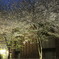 学校の桜