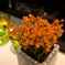 Orange Flower