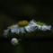 花は舞う