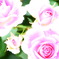 薔薇