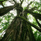 green giant