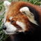 野毛山動物園のウミ君