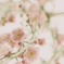 Sugar Apricot