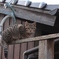 温泉街のにゃんこさん