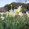 茶臼山　春
