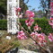 茶臼山　桃の花