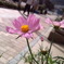 秋桜