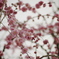 spring shower