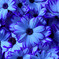 Blue Cineraria