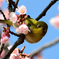 今年もメジロと寒桜