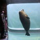 あざらし館　円柱水槽