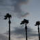 Palm Tree