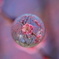 ume & blue sky