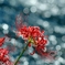 彼岸花と魂