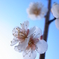 ume blossom