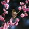 春うらら