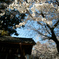 photo_1687592