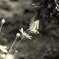 Swallowtail papillon