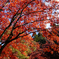 鶏足寺の紅葉
