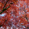 鶏足寺の紅葉