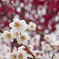 南部梅林の梅の花