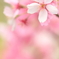 ほのかな桜
