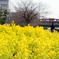 菜の花