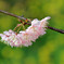 雪割り桜