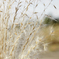ススキ -silver grass-