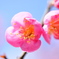 梅２