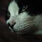 よこがお