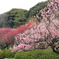 小石川植物園にて